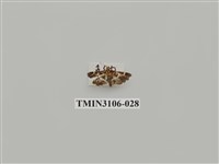 藏品(螟蛾181)的圖片